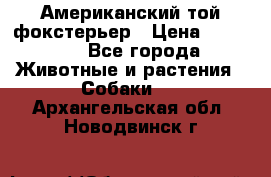 Американский той фокстерьер › Цена ­ 25 000 - Все города Животные и растения » Собаки   . Архангельская обл.,Новодвинск г.